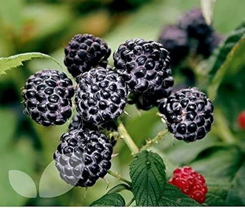 Black Raspberry Fruit Seeds
