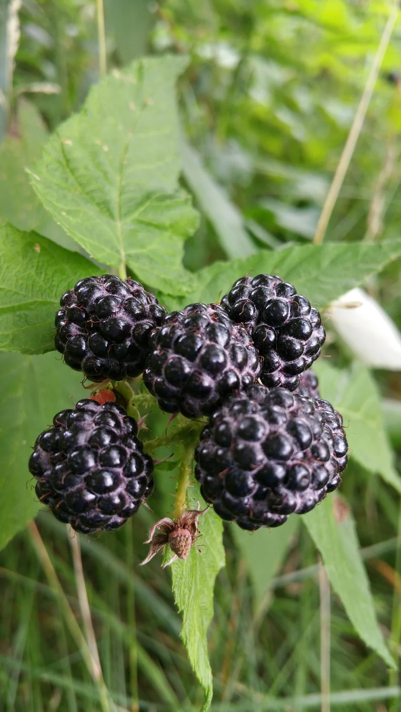 Black Raspberry Fruit Seeds
