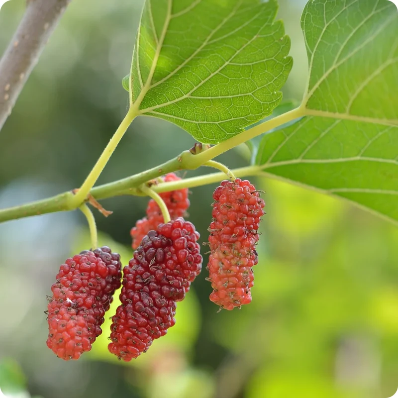 Red Mulberry Tree Seeds