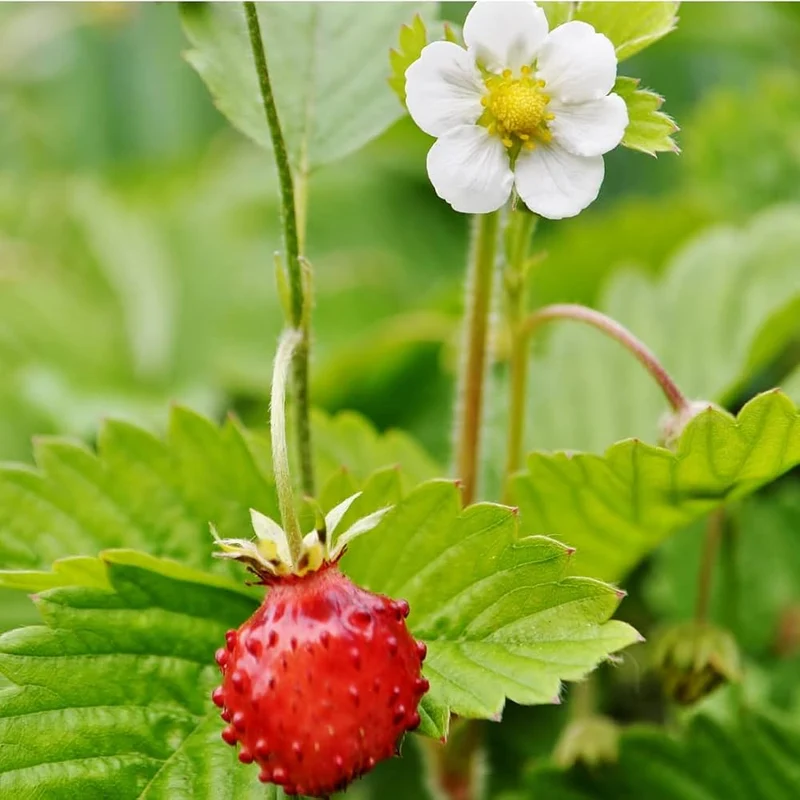 Alpine Strawberry Seeds