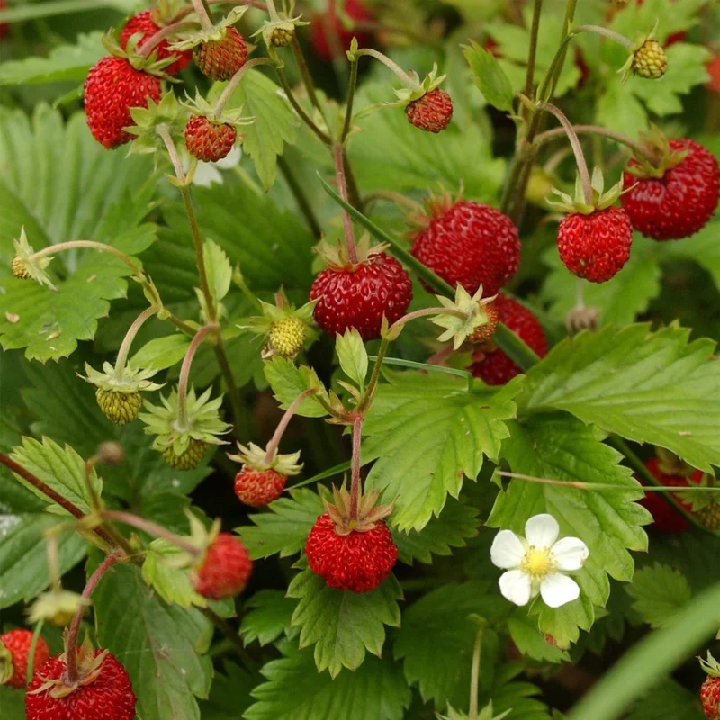 Alpine Strawberry Seeds
