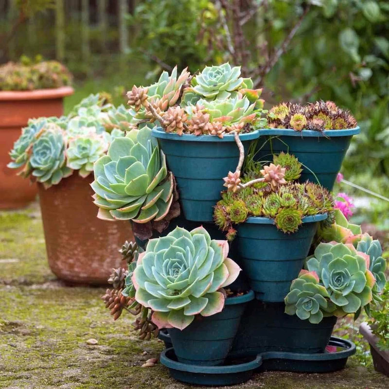 Hens and Chicks Succulent Mix Seeds – Hardy Decorative Plant for Home Garden
