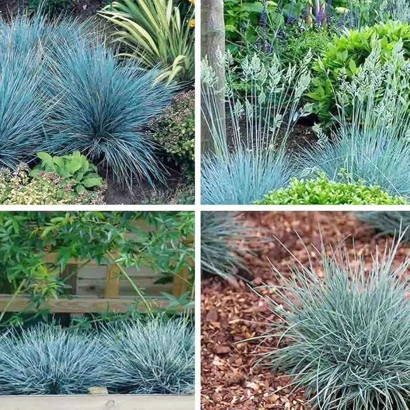 Blue Fescue Grass Seeds – Festuca Perennial Ornamental Grass for Sun or Shade