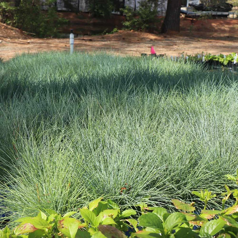 Blue Fescue Grass Seeds – Festuca Perennial Ornamental Grass for Sun or Shade