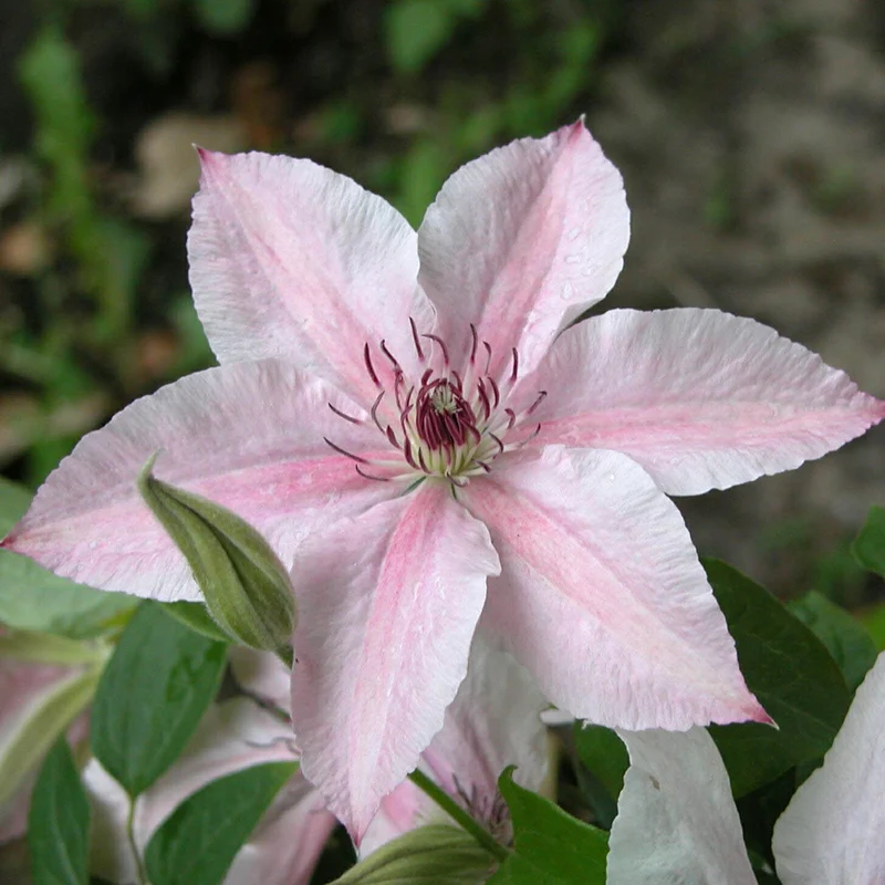 Clematis 'Pink Fantasy'