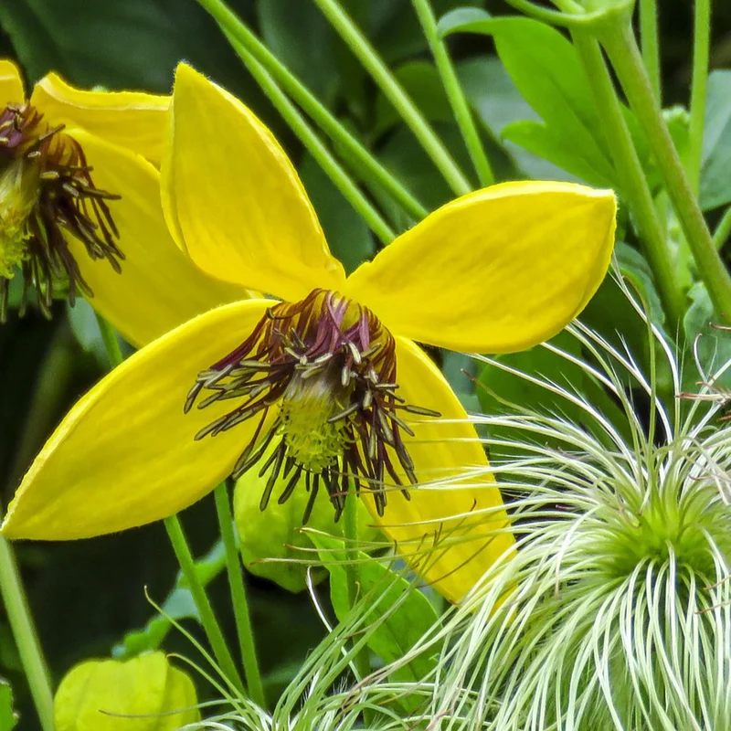 Clematis 'Orange Peel'