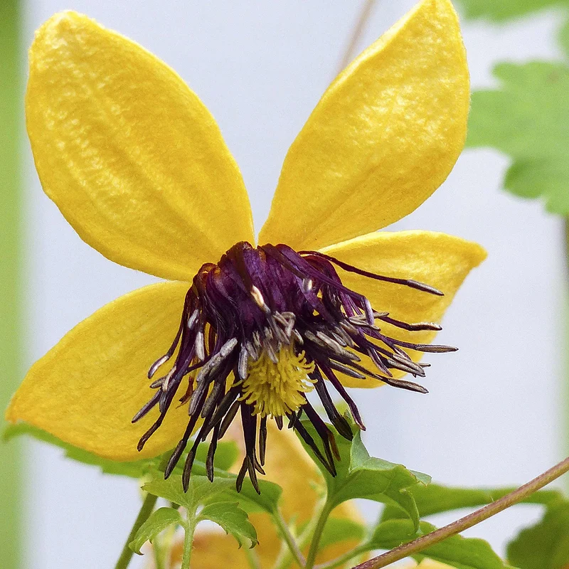 Clematis 'Bill McKenzie'