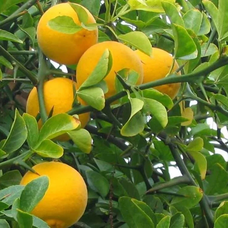 Hardy Orange (Poncirus trifoliata) – Seeds