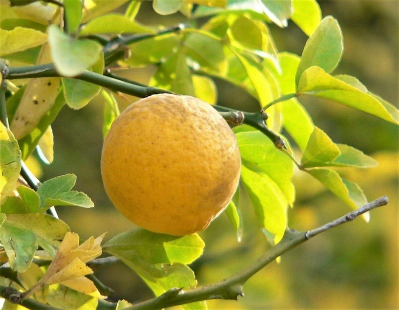Hardy Orange (Poncirus trifoliata) – Seeds