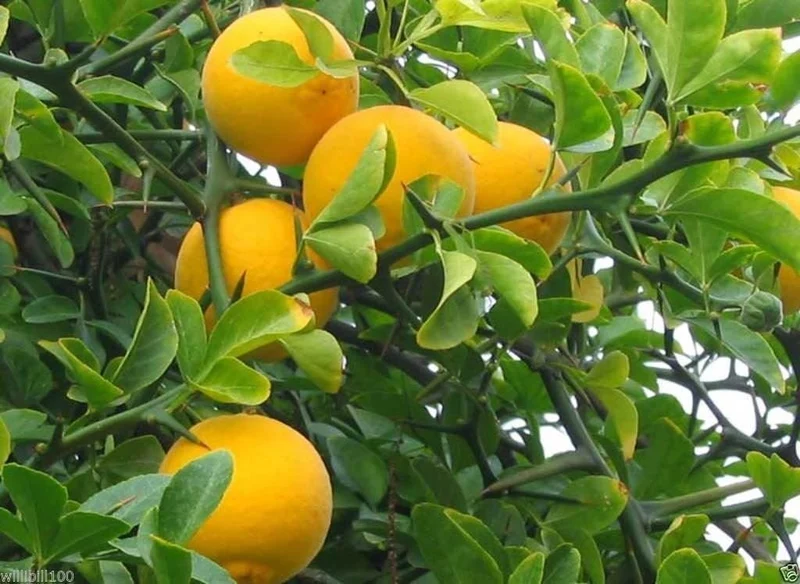 Hardy Orange (Poncirus trifoliata) – Seeds