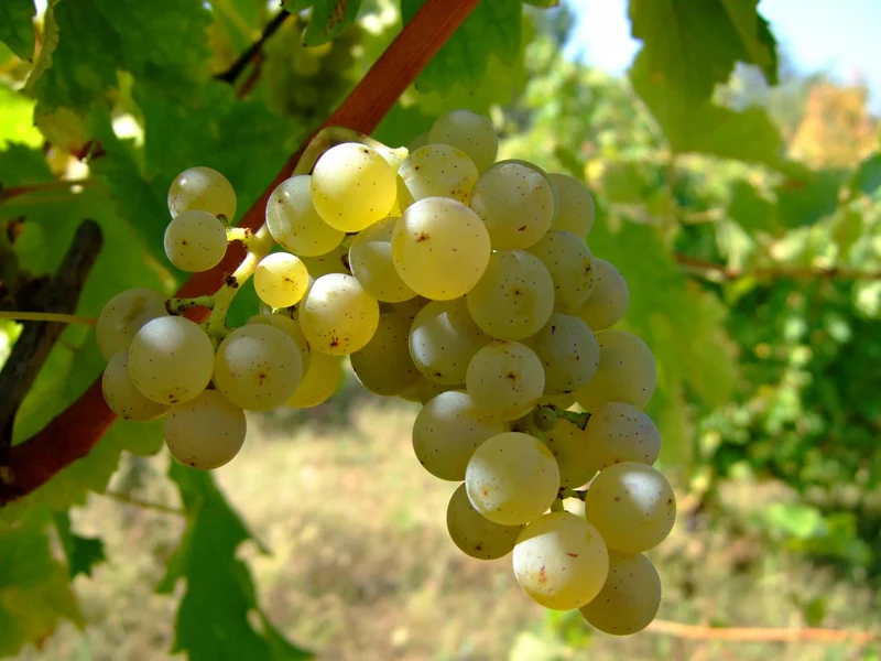 European Wine Grape (Vitis vinifera) – Seeds