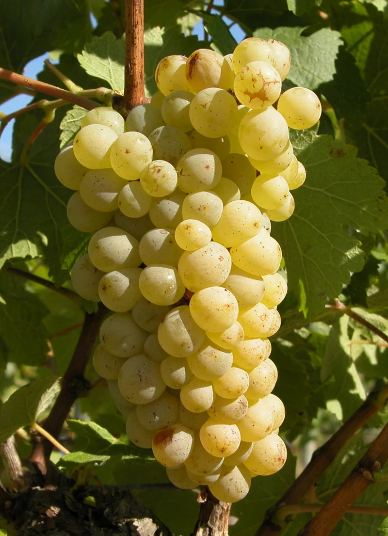 European Wine Grape (Vitis vinifera) – Seeds