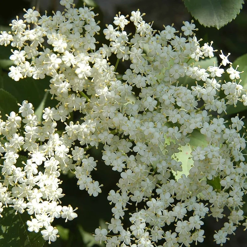 Improved Cultivar Mix Elderberry (Sambucus nigra) – Seeds
