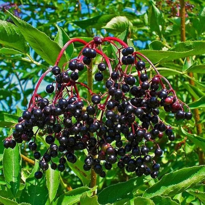Black Elderberry (Sambucus nigra) – Seeds
