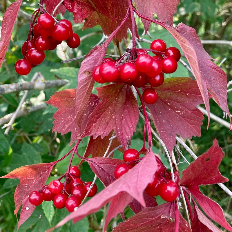 American High-Bush Cranberry (Vaccinium corymbosum) – Seeds