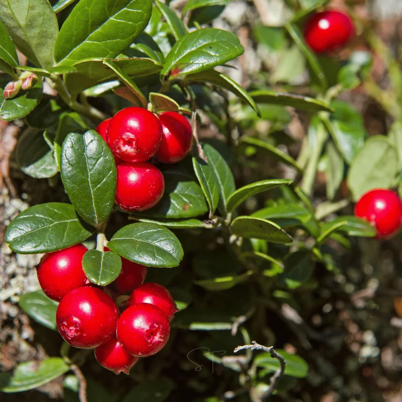American High-Bush Cranberry (Vaccinium corymbosum) – Seeds