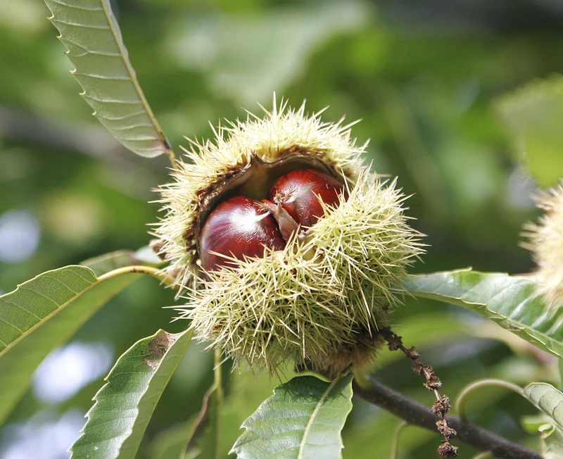 American Chestnut Tree (Castanea dentata) – Seeds