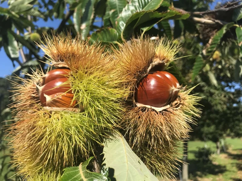 American Chestnut Tree (Castanea dentata) – Seeds
