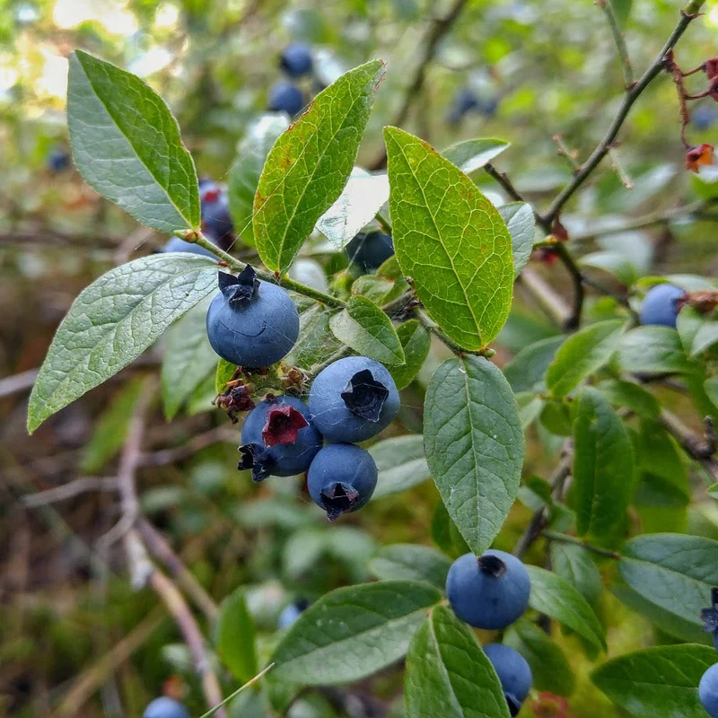 Low-Bush Wild Blueberry (Vaccinium angustifolium) – Seeds