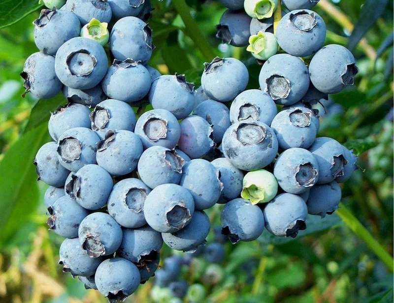 Low-Bush Wild Blueberry (Vaccinium angustifolium) – Seeds