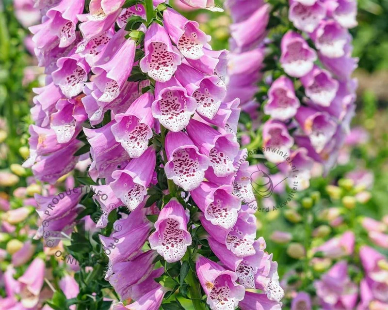 Fingerhut (Digitalis purpurea 'Gloxiniiflora')
