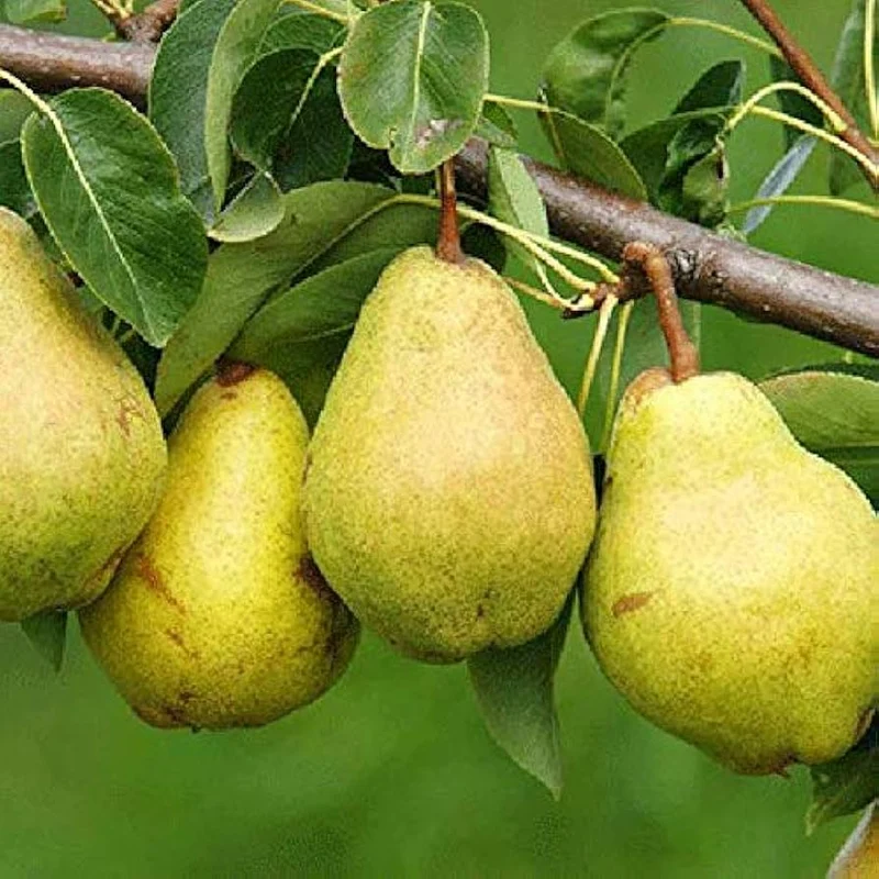 Bartlett Pear Trees for Propagation - Cold Hardy Fruit Live Plant (8 Pieces)