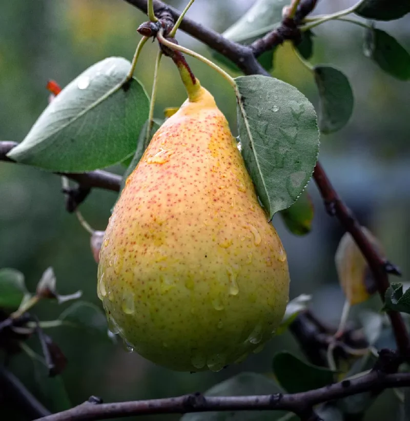Bartlett Pear Trees for Propagation - Cold Hardy Fruit Live Plant (8 Pieces)