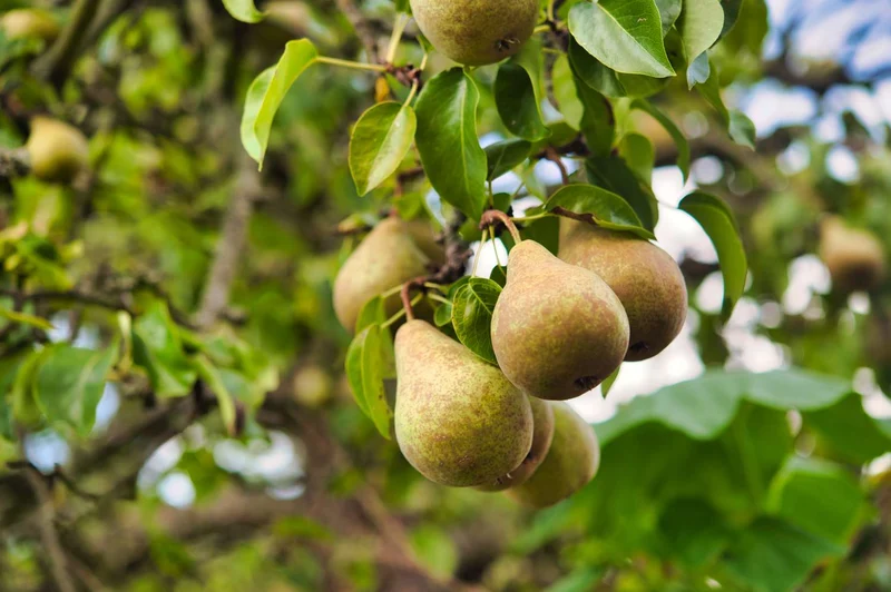 Bartlett Pear Trees for Propagation - Cold Hardy Fruit Live Plant (8 Pieces)