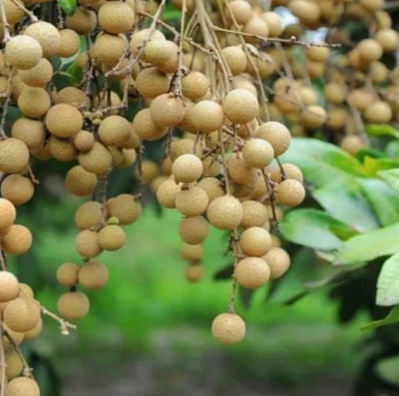 Longan Dimocarpus Dragon Eye Seedling Tropical Fruit Tree Plant - 1 Piece