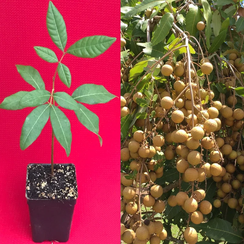 Longan Dimocarpus Dragon Eye Seedling Tropical Fruit Tree Plant - 1 Piece