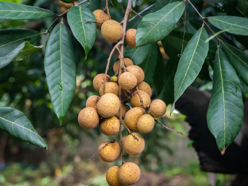 Longan Dimocarpus Dragon Eye Seedling Tropical Fruit Tree Plant - 1 Piece