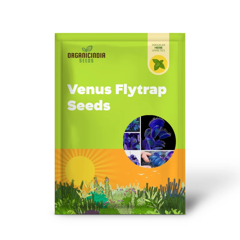 Blue Venus Flytrap Seeds Dionaea Muscipula Heat Tolerant, GMO Free, Potted Outdoor Pond