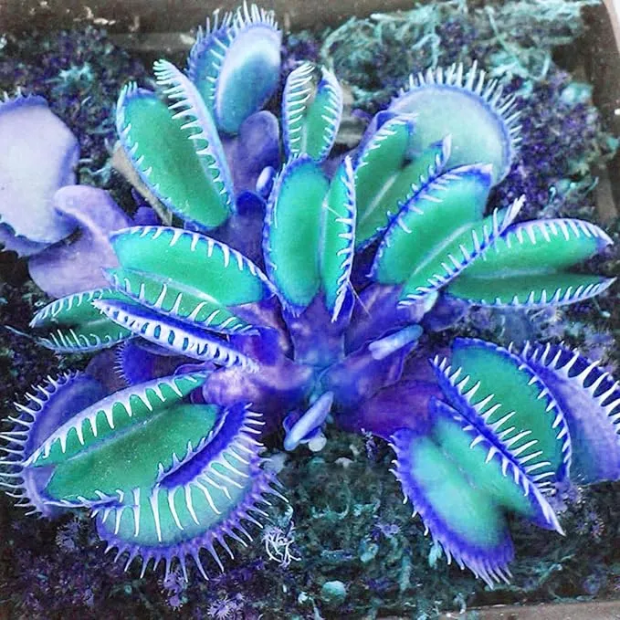 Blue Venus Flytrap Seeds Dionaea Muscipula Heat Tolerant, GMO Free, Potted Outdoor Pond