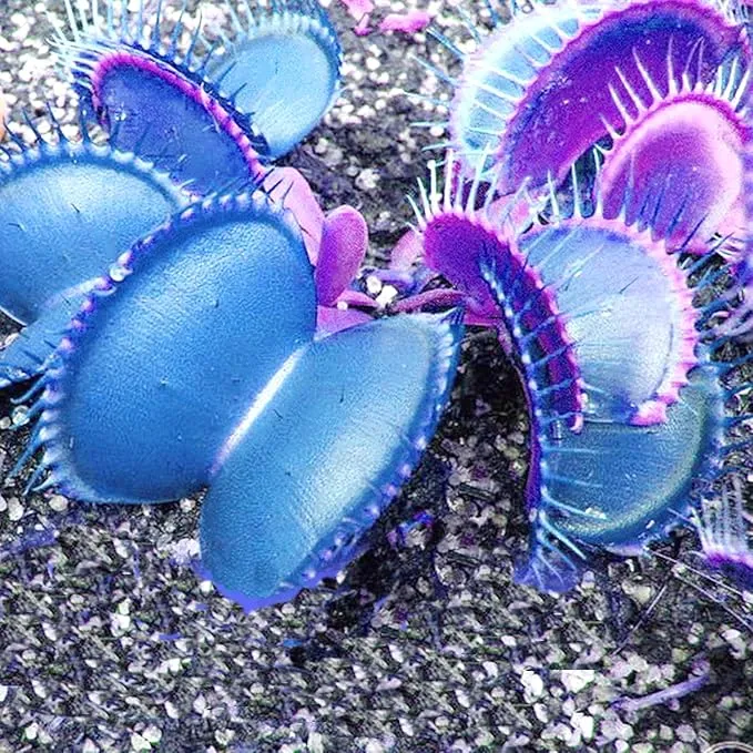 Blue Venus Flytrap Seeds Dionaea Muscipula Heat Tolerant, GMO Free, Potted Outdoor Pond
