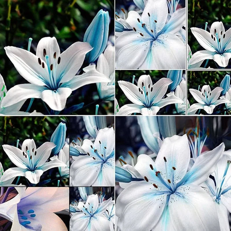 Blue Rare Lily Seeds for Yard Gardening, Lilium Flower Seeds for Home, Bonsai, and Garden Planting