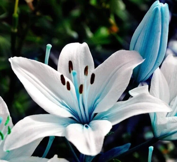 Blue Rare Lily Seeds for Yard Gardening, Lilium Flower Seeds for Home, Bonsai, and Garden Planting