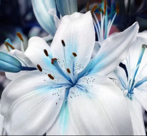Blue Rare Lily Seeds for Yard Gardening, Lilium Flower Seeds for Home, Bonsai, and Garden Planting