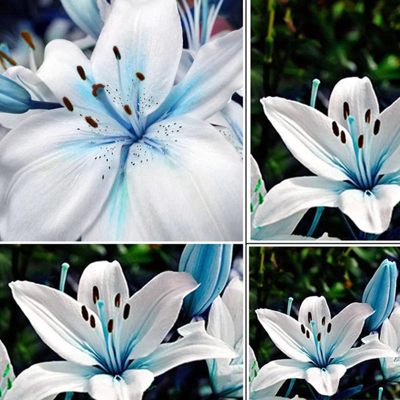 Blue Rare Lily Seeds for Yard Gardening, Lilium Flower Seeds for Home, Bonsai, and Garden Planting