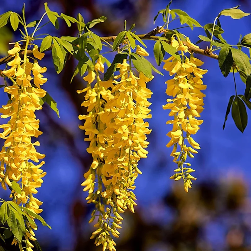 Yellow Wisteria Seeds Wisteria Sinensis Climbing Woody Vine Fragrant Blooms Ornamental Plant for Gardens and Landscapes Outdoor