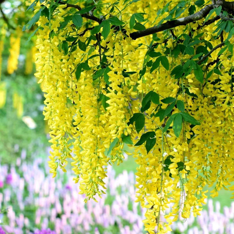 Yellow Wisteria Seeds Wisteria Sinensis Climbing Woody Vine Fragrant Blooms Ornamental Plant for Gardens and Landscapes Outdoor