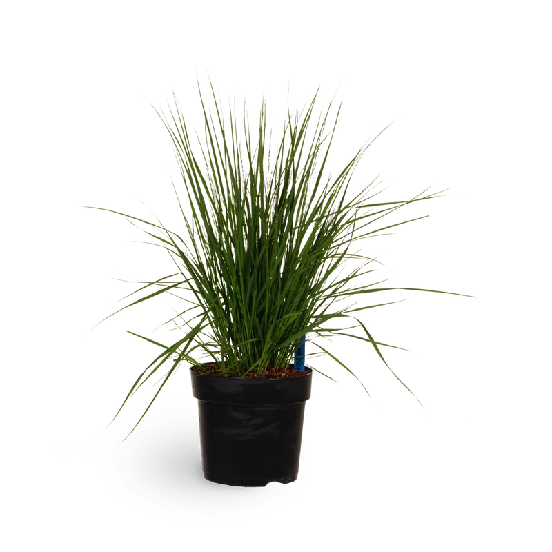 Kleines Pfeifengras 'Heidebraut'