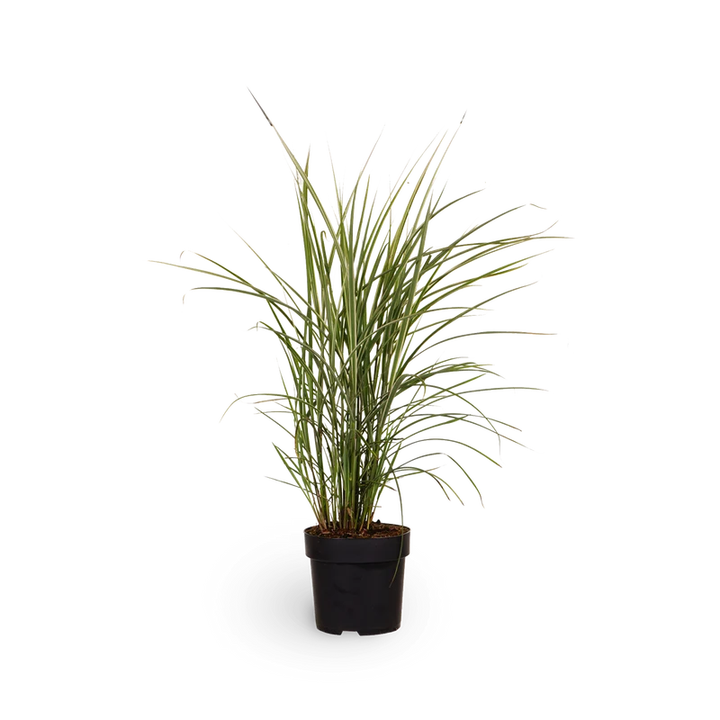 Chinaschilf 'Variegatus'