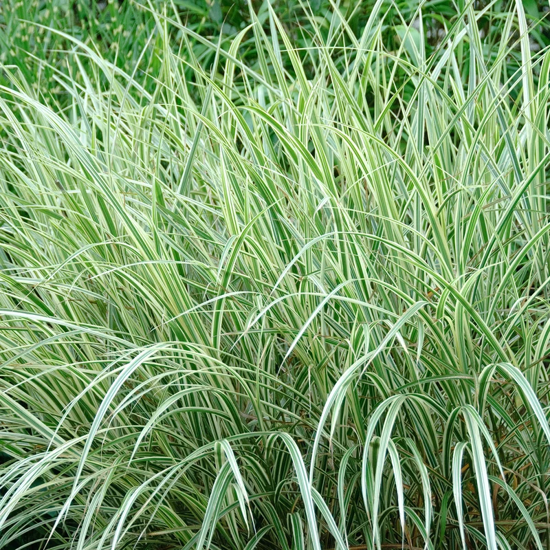 Chinaschilf 'Variegatus'