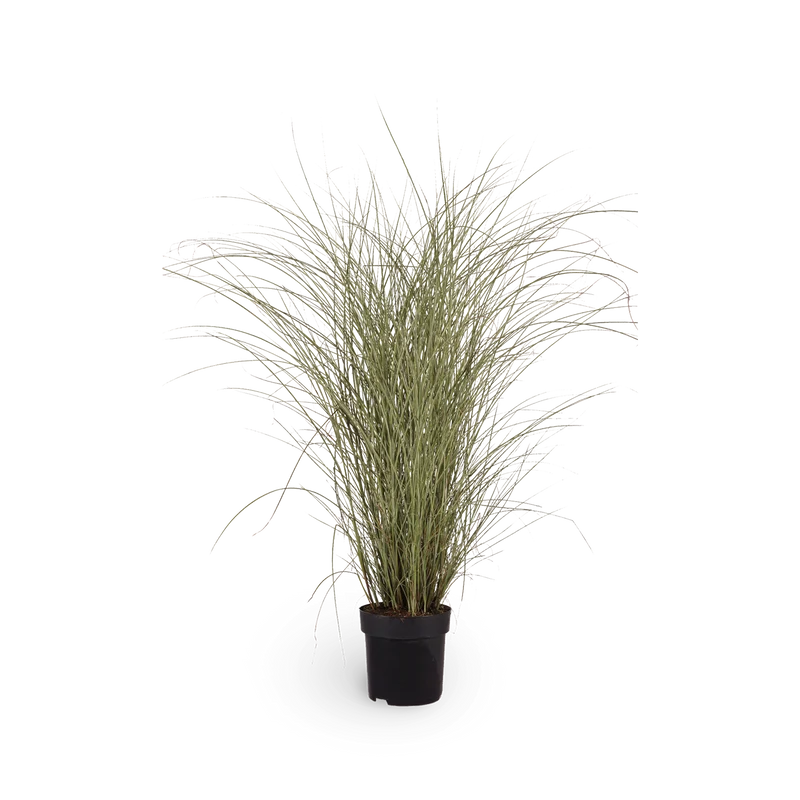 Chinaschilf 'Morning Light'