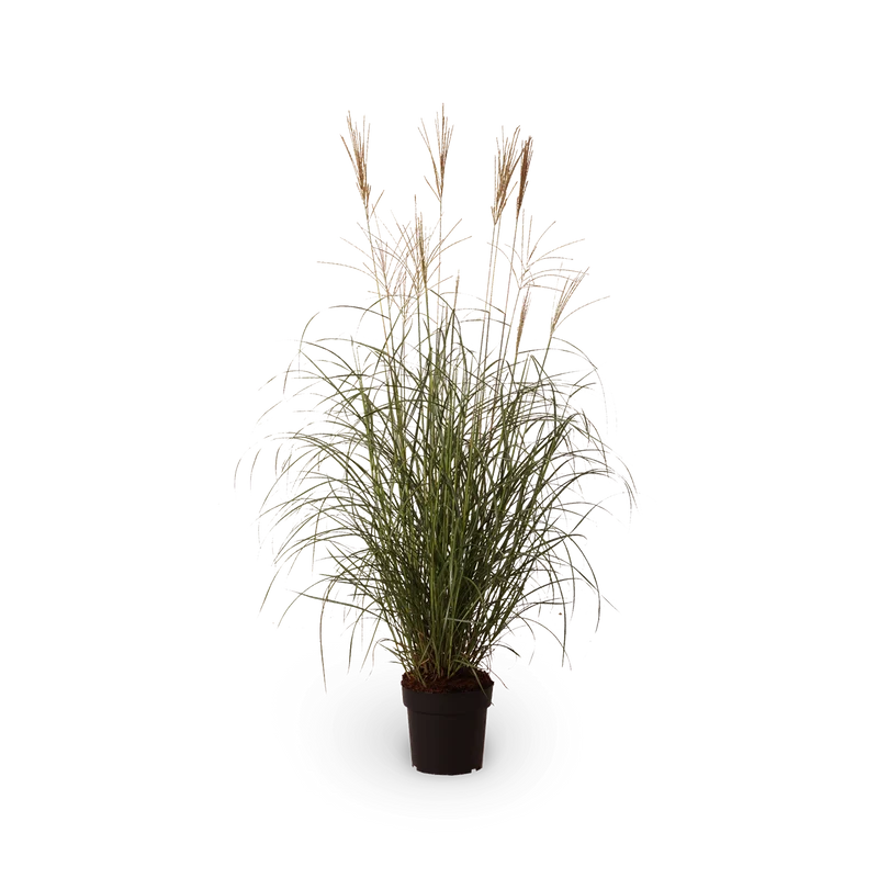 Chinaschilf 'Hermann Müssel'
