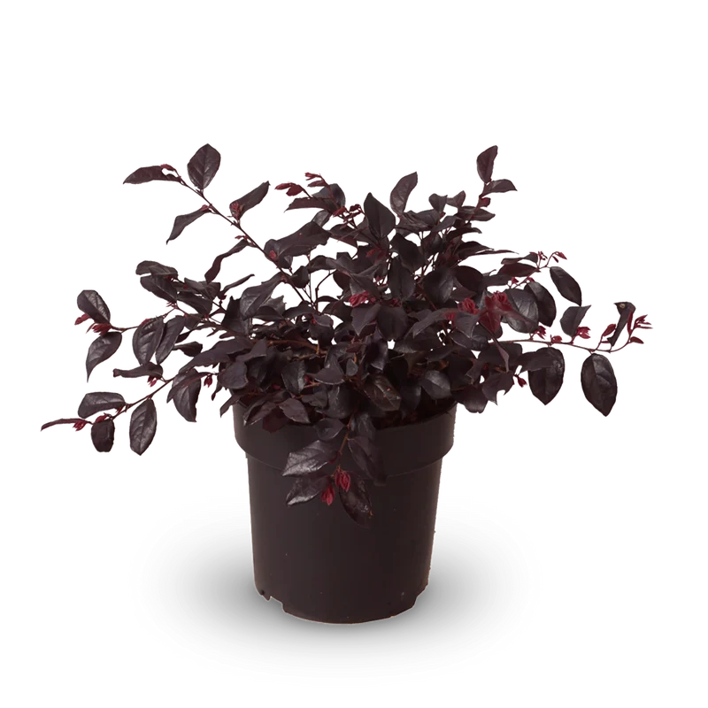 Riemenblüte 'Ever Red'®