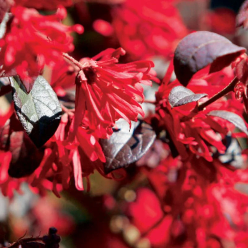 Riemenblüte 'Ever Red'®