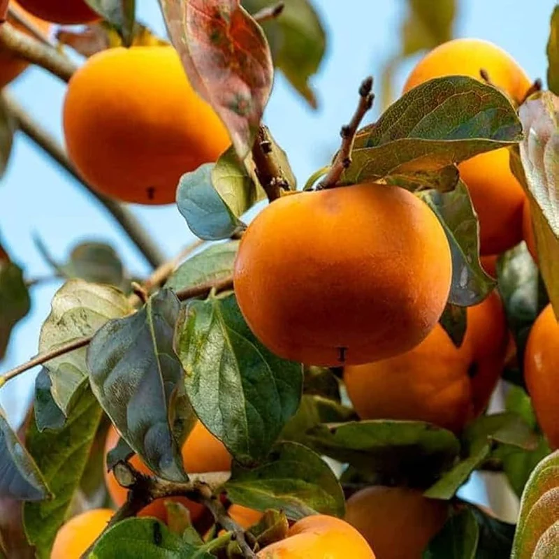 Italian Persimmon Fruit Seeds