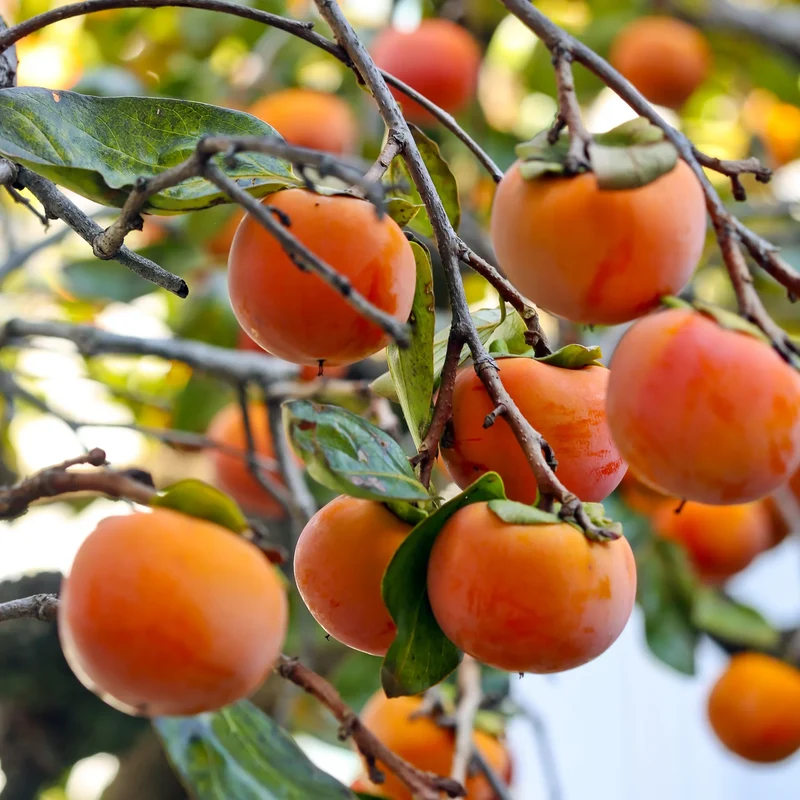 Italian Persimmon Fruit Seeds