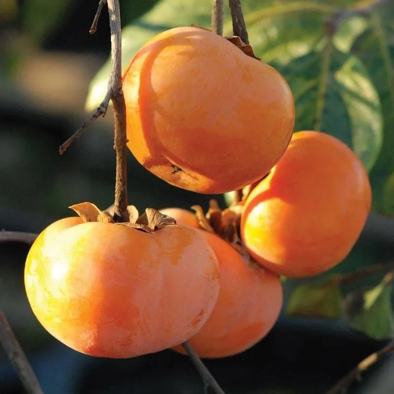 Italian Persimmon Fruit Seeds